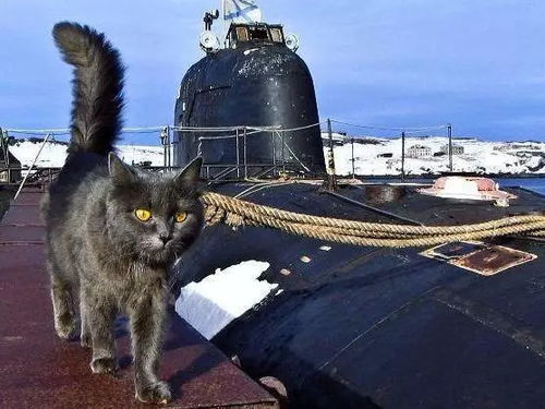 警用猫咪都在哪呢 在船上浪着啊