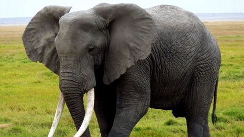 在自然界中,大象有害怕的动物吗 是什么动物