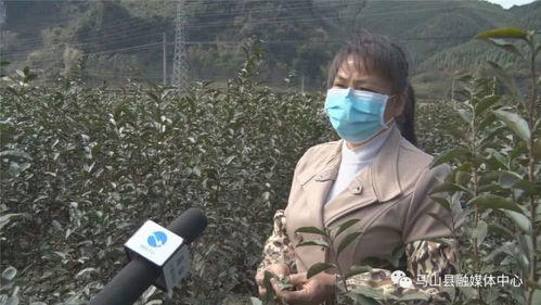 疫情难挡春茶香 安善村迎来茶叶丰收 贫困户搭上致富车