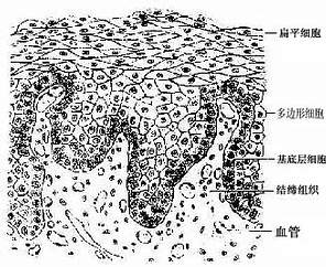 复层柱状上皮模式图 搜狗图片搜索