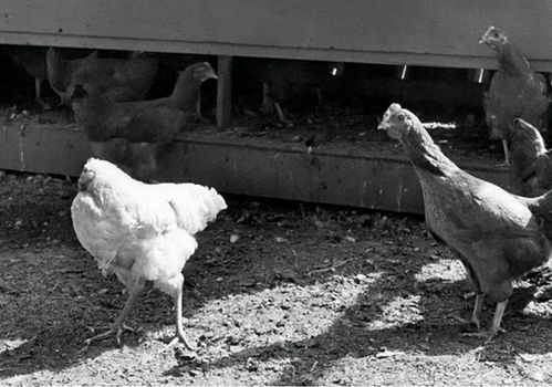 被砍头还能活 45年农场主杀鸡招待岳母,结果鸡被砍下头后还活着