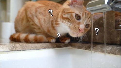 小猫,你不怕水吗 
