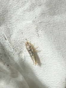 家里老有这种虫子,藏在地板缝隙里,偶尔爬出来几只,谁知道什么虫子,怎么灭绝 