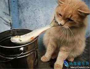 猫喜欢吃什么鱼 猫吃鱼被卡住怎么办