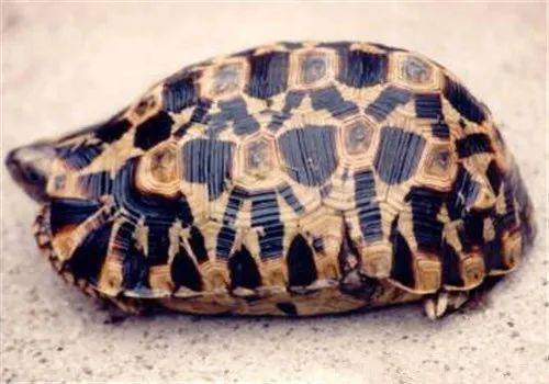 38种陆龟你认识几个 陆龟种类大全
