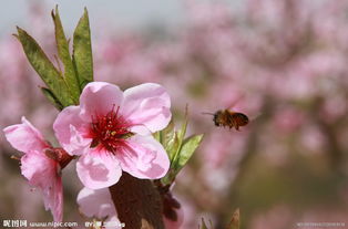 蜂采桃花图片 