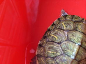 我家乌龟最近几天不知道是生病了还是怎么 龟壳变成这个样子 有人说是烂甲 也有人说是换壳 到底是怎么 