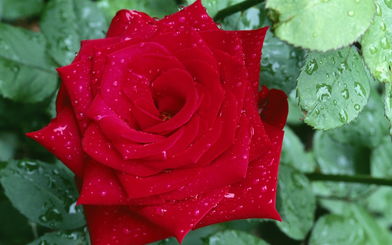 一朵红玫瑰代表的含义 微信红玫瑰一朵啥意思