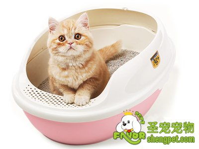 如何训练猫咪使用猫砂盆