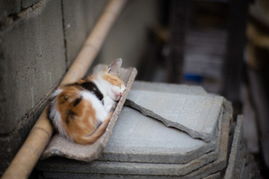 日本不足百人小岛变 猫咪天堂 