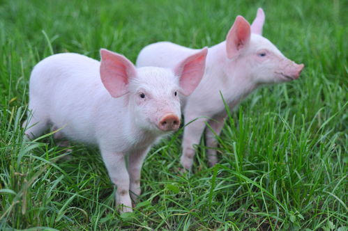 明日猪价早知道 2020.2.10全国生猪价格行情,继续上涨