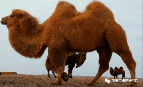 骆驼乳对怀孕妇女和胎儿的影响