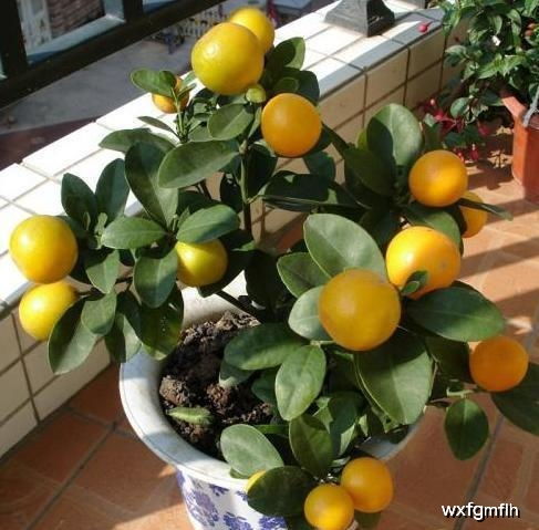 橘子树盆栽怎样养 北方管理做好4点,不用担心结出的果子苦
