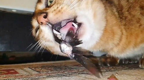 为什么猫咪吃鱼不怕被鱼刺卡 镜头放慢50倍后,终于知道了