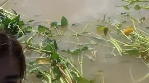 越南朋友发来的视频,第一次看见种在水里的菜,是什么菜 