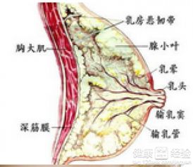 乳腺增生能治好吗