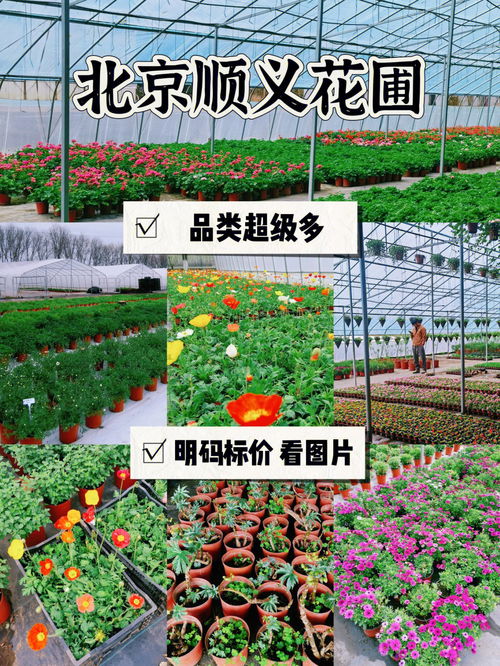 北京花圃买花必看避雷指南 