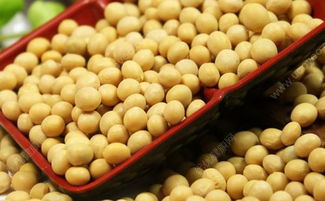 吃黄豆有什么作用 吃黄豆有助于排卵吗