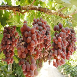 大棚葡萄品种有哪些,一亩田蓝钻葡萄品种介绍？