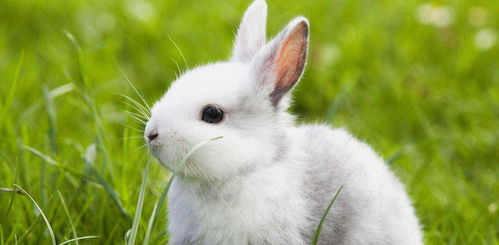 兔子不拉屎能活几天,如果不闻不问,会导致机体衰竭