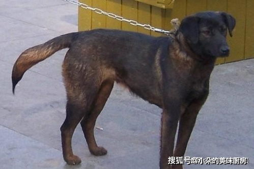 中国4种最通人性的农村犬,号称全能手,打猎看家都在行