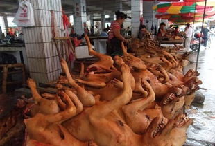 Reddog红狗呼吁取消玉林狗肉节 一直在行动 