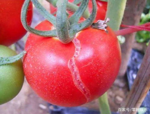 西红柿为什么裂口 该怎么办 西红柿熟了 
