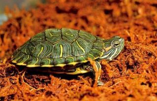 巴西龟可以养到多大 