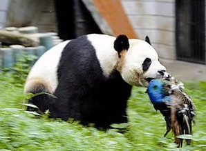 熊猫下山被犬欺 专家 它可能只是急着去谈恋爱 图
