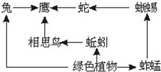 如图为白细胞中溶酶体发挥作用的示意图.相关叙述错误的是 A.图示过程体现了细胞膜的控制作用是相对的B.溶酶体与吞噬体的融合依赖于生物膜的流动性C.白细胞能够识别并吞噬细菌 