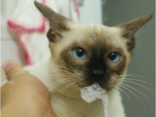 猫呕吐白色泡沫没精神不吃东西
