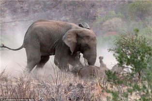 象与犀牛可以生出幼崽吗(大象和犀牛生什么)