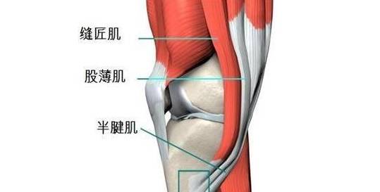 久站负重出现膝关节疼,存在关节肿大是什么原因