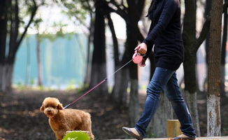 狗项圈 宠物牵引带 自动伸缩牵引带 伸缩链 狗绳价格 厂家 图片 