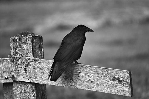 梦见黑色的鸟是什么意思梦到黑色的鸟好不好(梦见黑色的鸟预示着什么)