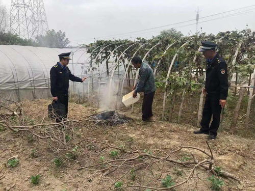 严禁露天焚烧秸秆 双浦辖区内的秸秆如何处置,解决方案看这里