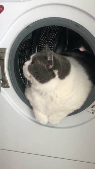 猫哥已经占满洗衣机 