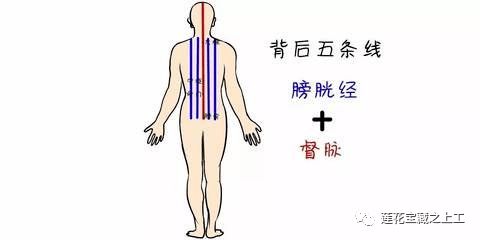 寒露之三侯 菊有黄花