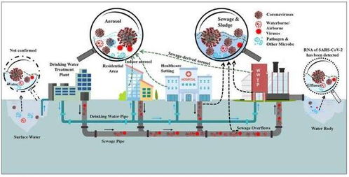 冠状病毒在水和废水中传播特征 可能遏制策略与研究挑战