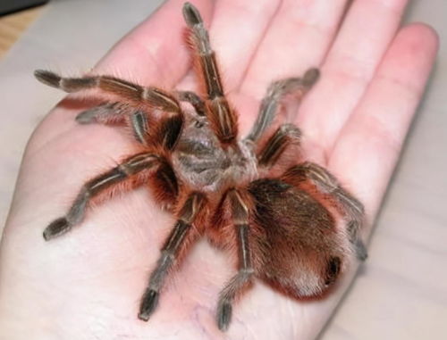蜘蛛是很奇怪的物种,有人喜欢还有人怕的要死,常见宠物蜘蛛介绍
