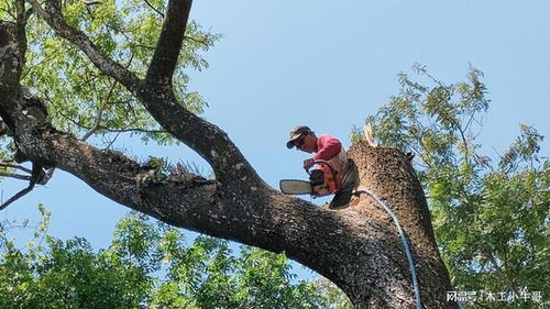 伐木工如何锯倒一棵大树和需要的工具