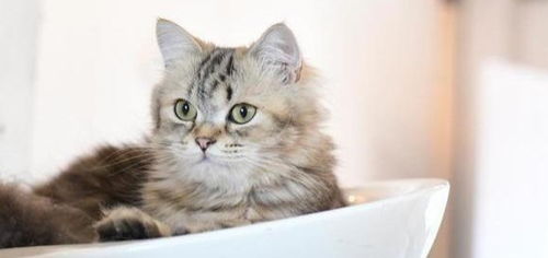 宠物健康 猫咪 毛球症 是怎么回事 如何治疗 预防