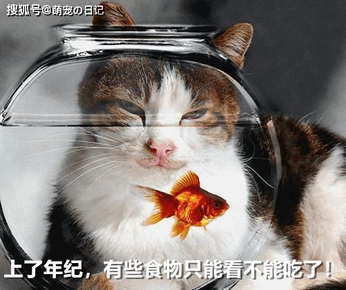 如何照顾老年四川简州猫 怎样保证老年猫咪的身体健康