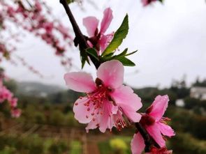 桃花树什么时候开花一般在几月开放,桃花农历几月开？