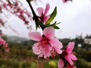 桃花开在几月,月份是按农历还是阳历 