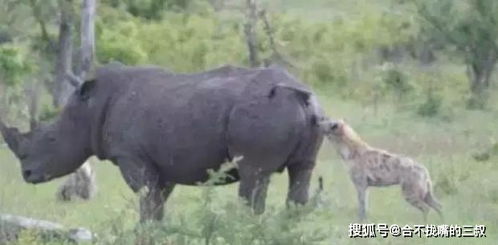 犀牛竟然任由鬣狗掏肛,就不怕鬣狗掏肛必杀的绝技