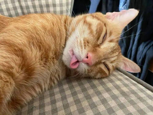 猫咪吐着舌头睡觉,样子真丑 