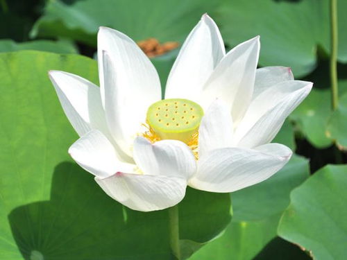 转载 中国十大吉祥植物