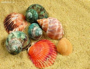 有五彩的贝壳就有五彩的贝壳粉吗 贝壳粉的颜色是怎么来的 
