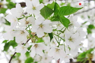 春天白色的花朵